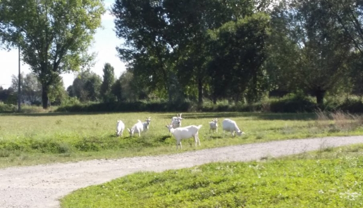 Siamo immersi nella campagna cremasca, in mezzo alla natura.