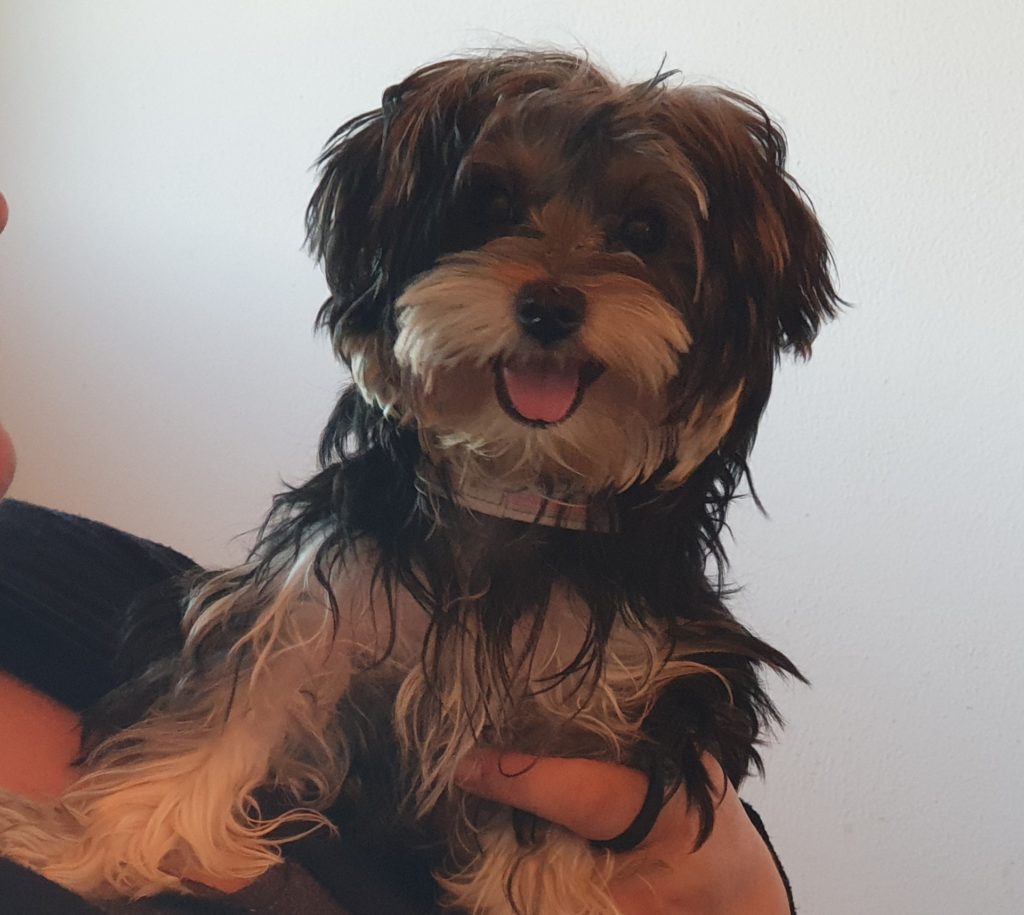 Morkie di 6 mesi di 2 kg